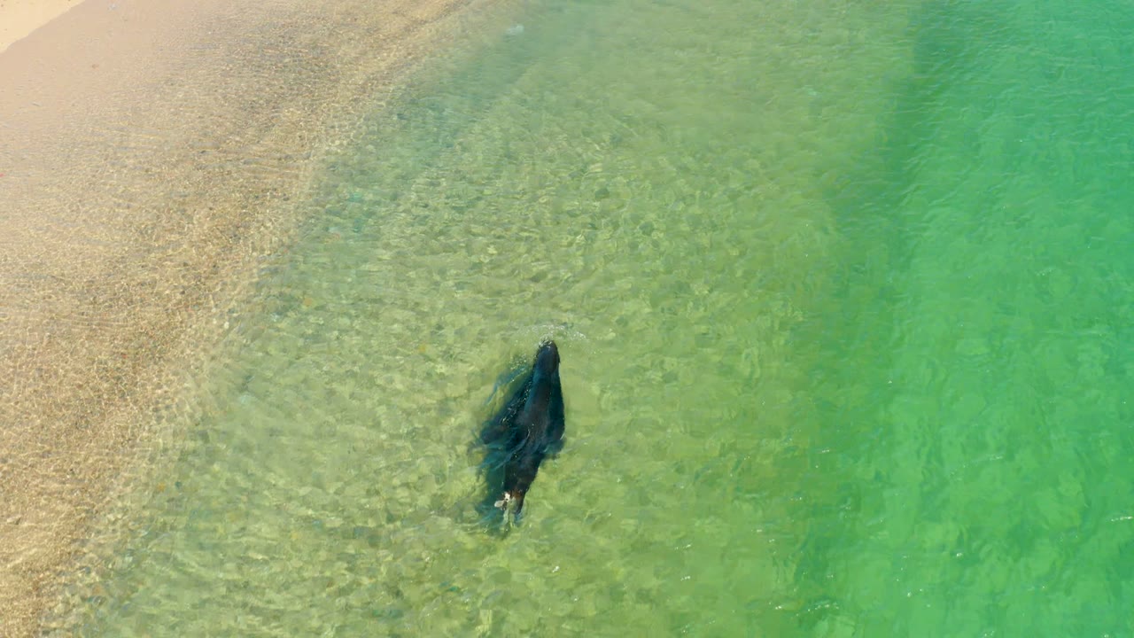 Overhead view of a manta ray in clear shallow water near the sandy shoreline at Los Frailes, Los Cabos, with no visible people.