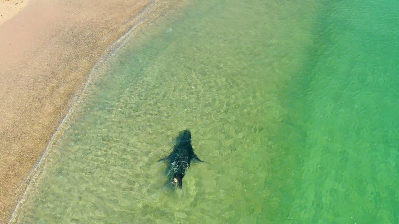 Manta ray swimming below a curved shoreline in clear water.