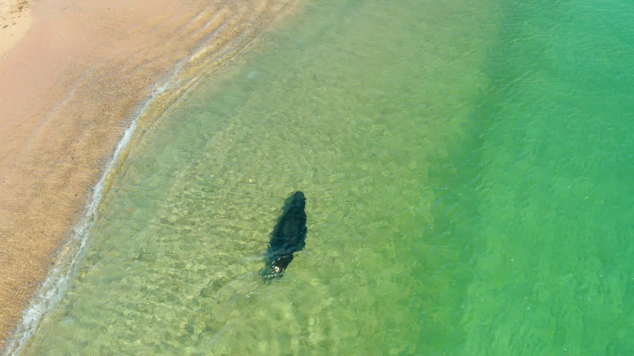 The manta ray moves parallel to a narrow white wave edge along the sandy beach at Los Frailes, with no visible people.