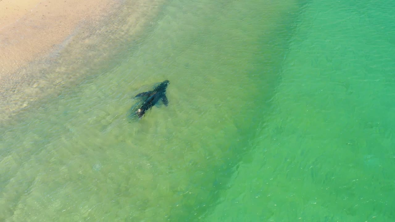 Overhead view at Los Frailes, Los Cabos of a dark large marine animal just below clear turquoise water near pale sand, with no visible people.