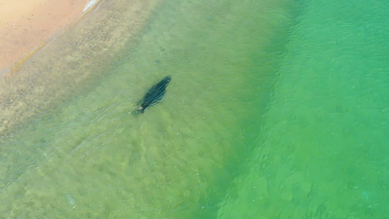 Marine animal underwater beside a pale sandy shallows edge.
