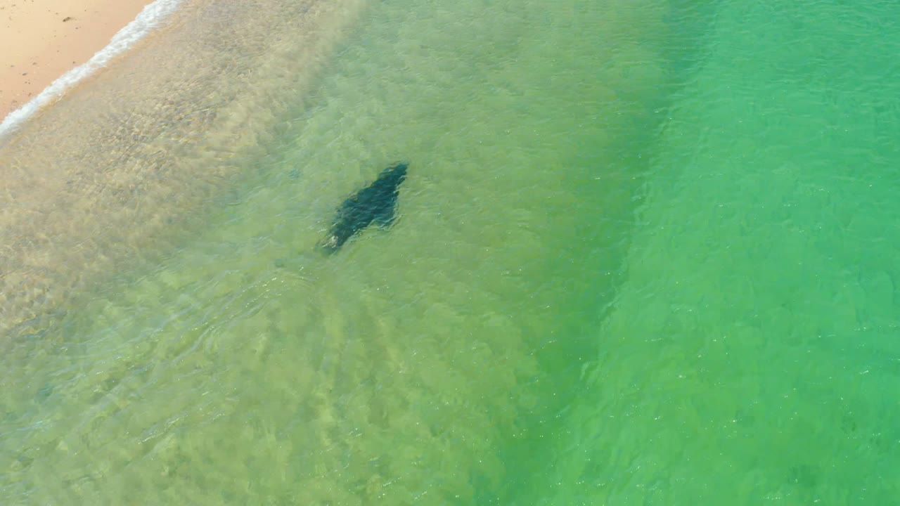 At 0:02, the marine animal appears farther from the beach edge under clear green water as a thin line of wave foam touches the Los Frailes shore, with no visible people.