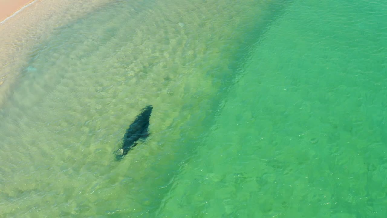 Overhead view of a manta ray in shallow turquoise water near the sandy edge at Los Frailes, Los Cabos, with no visible people.