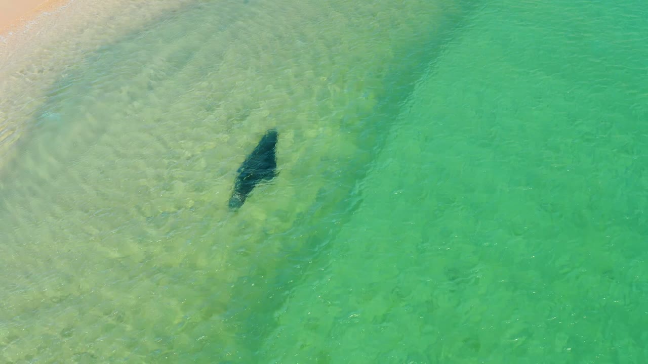 Manta ray gliding over rippled shallow water.