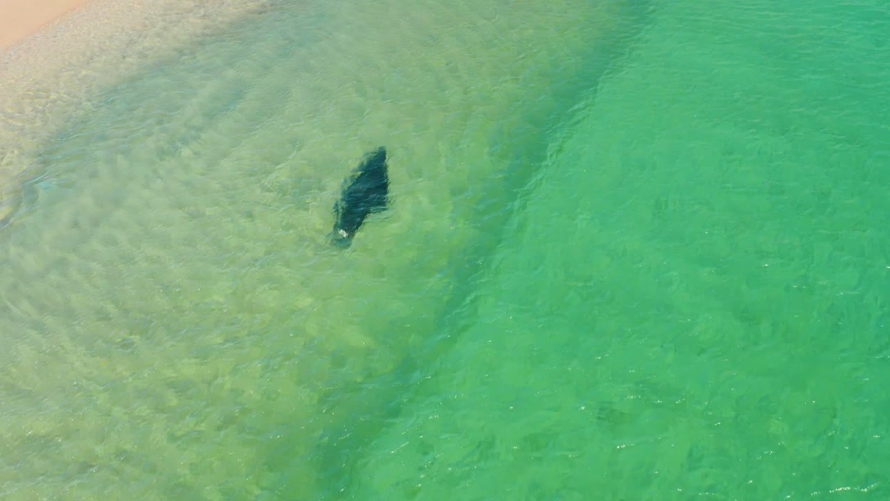A top-down frame shows the manta ray in clear green-turquoise coastal water at Los Frailes, Los Cabos, with the sandy shallows fading into deeper color and no visible people.