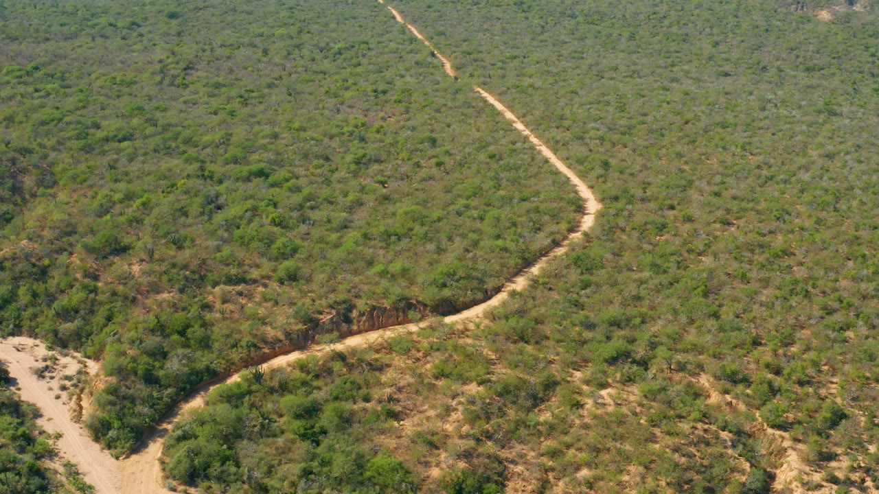 Aerial view of a pale winding dirt road crossing dense green scrubland in El Salado Viejo Los Cabos, Mexico, with dry earth patches and no visible people.