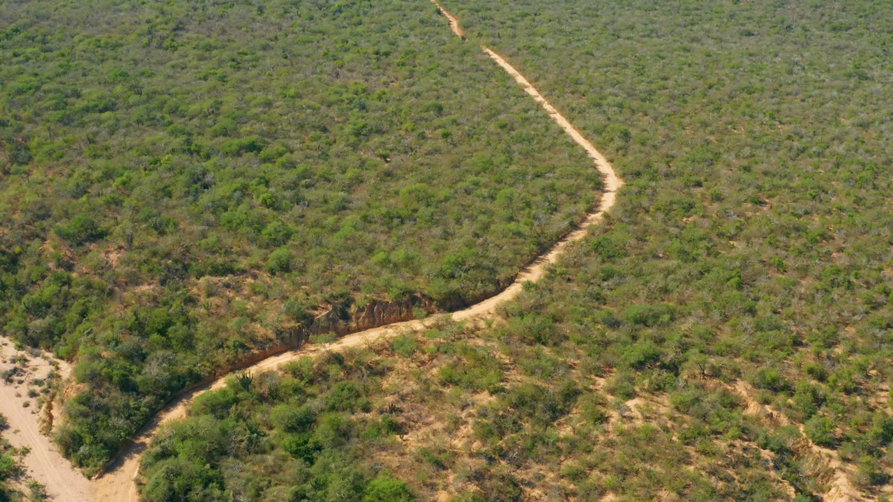 Oblique aerial view of a pale dirt road running through green bushland in El Salado Viejo Los Cabos, Mexico, with mottled tan ground and no visible people.