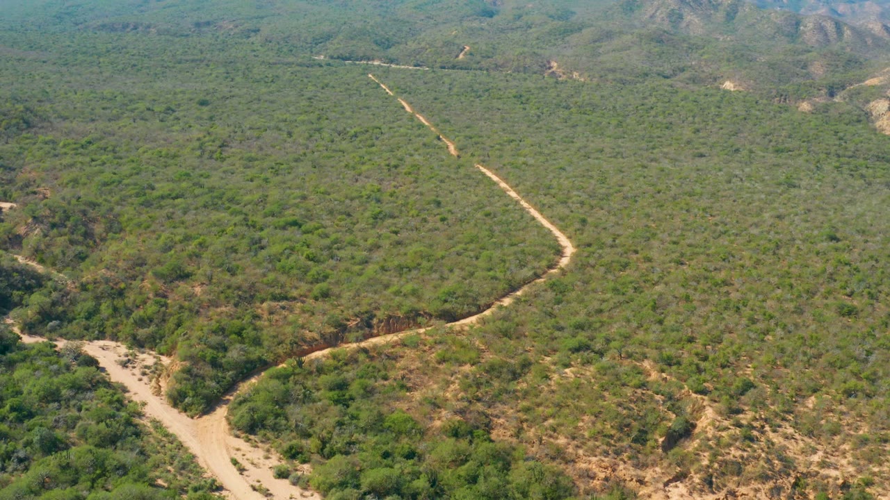 Aerial view over El Salado Viejo Los Cabos, Baja California Sur, where a pale dirt road curves through dense green scrub and low hills, with no visible people.