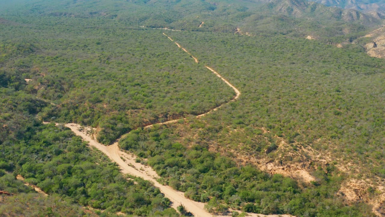 Aerial frame over El Salado Viejo Los Cabos showing a forked dirt road crossing dense green scrub, dry hills, distant ridges, and no visible people.