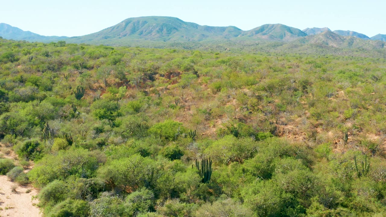 At 0:00, El Salado Viejo desert shrubs and columnar cacti spread across dry terrain below distant mountains, with no visible people.