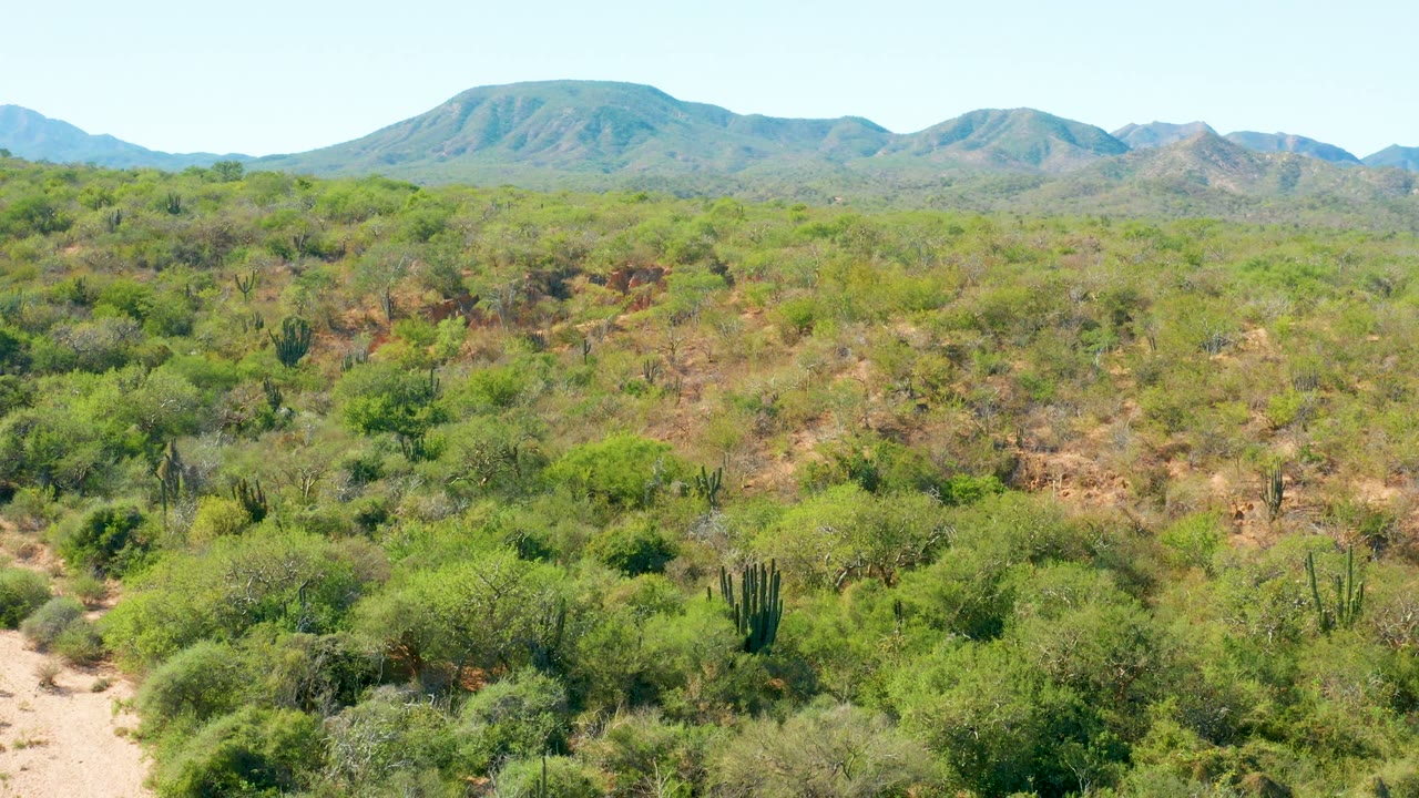 Desert shrubs and cacti with mountain ridges along the horizon
