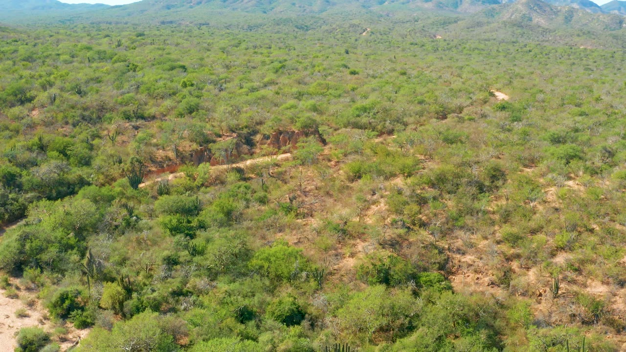 Opening aerial frame over El Salado Viejo Los Cabos shrubland, showing green desert vegetation, sandy patches, scattered cacti, distant mountains, and no visible people.