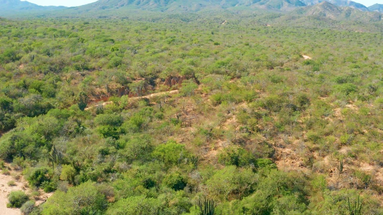 Drone view across dense desert shrubs, sandy cuts, and mountain ridges.