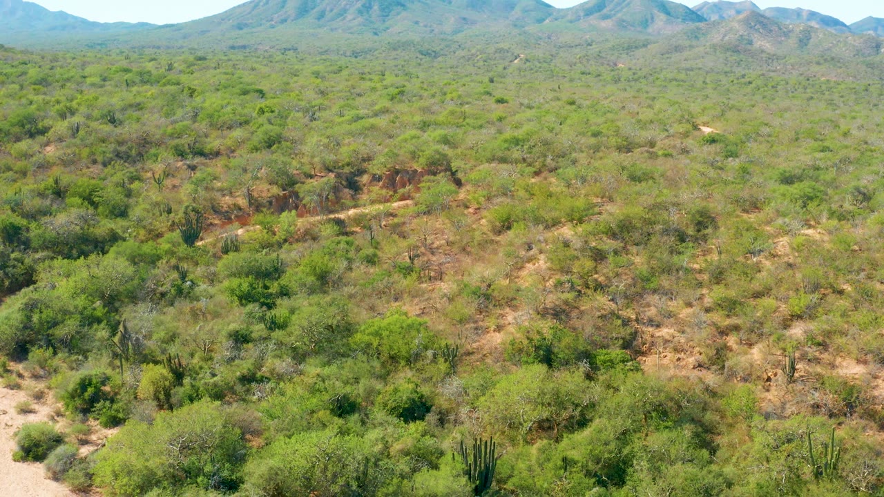 Mid-pan aerial view in El Salado Viejo Los Cabos, with scrubby green vegetation covering rolling tan terrain, cacti near the lower frame, distant blue-gray mountains, and no visible people.