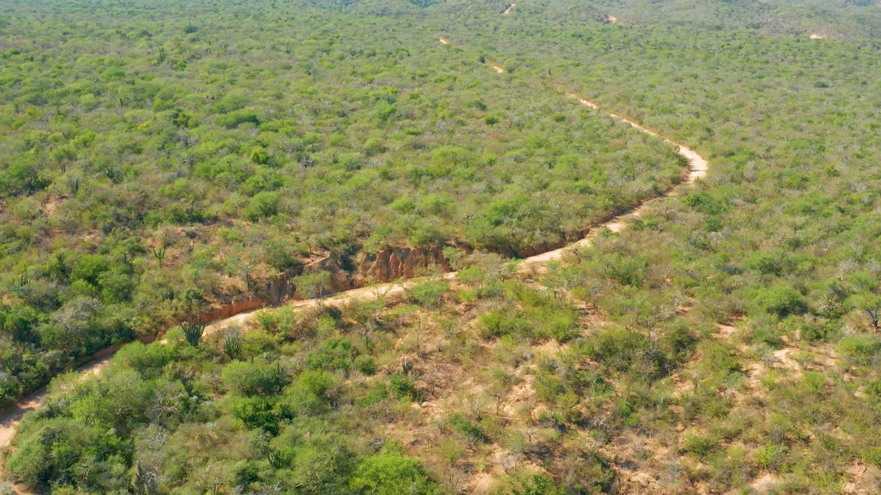 Aerial frame over El Salado Viejo Los Cabos showing a pale dirt road curving through green scrub and dry tan patches, with no visible people.