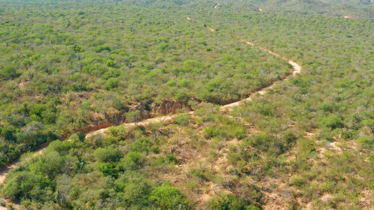 Curved dirt road crossing dense green and dry vegetation
