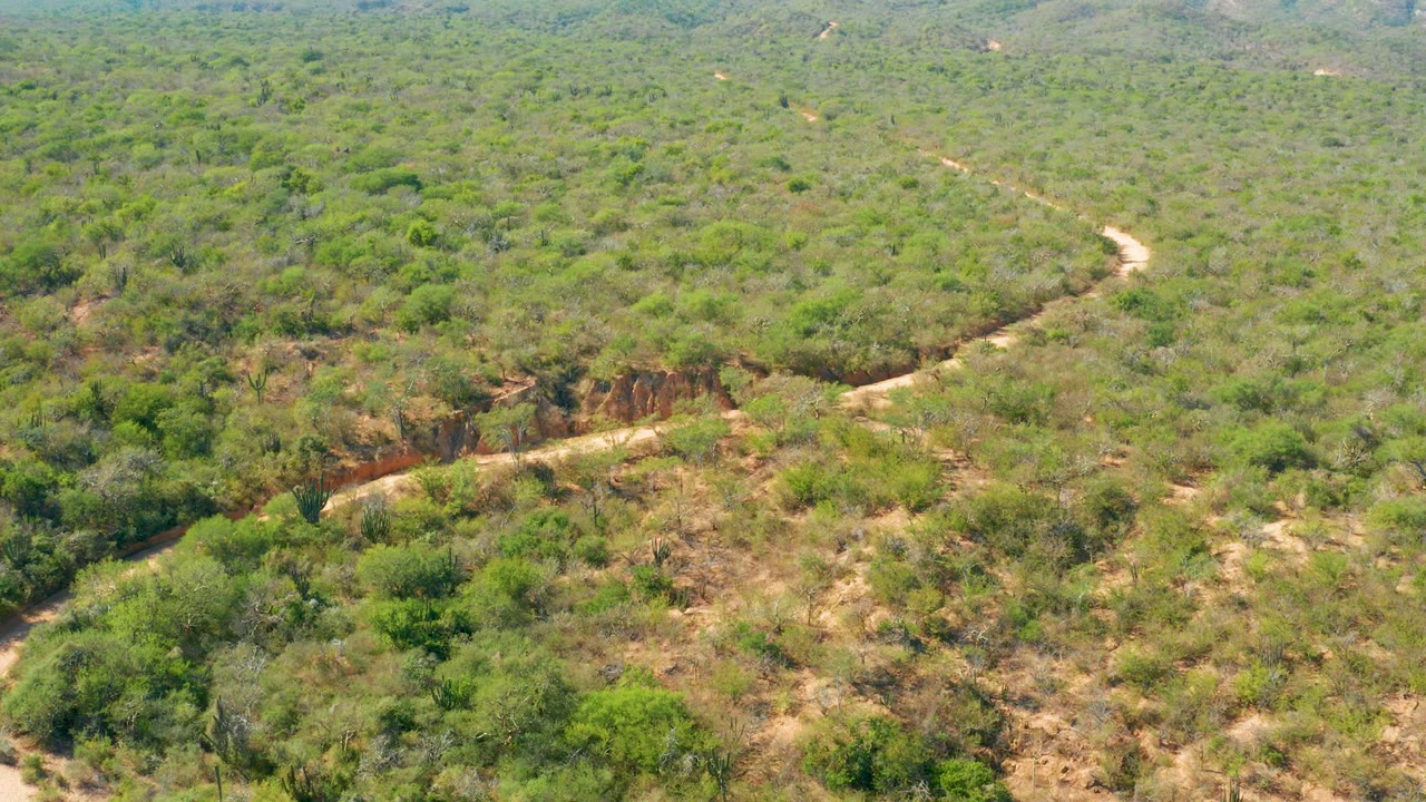 The dirt road winds from the lower landscape toward the upper frame in El Salado Viejo Los Cabos, surrounded by green shrubs, dry ground, and no visible people.
