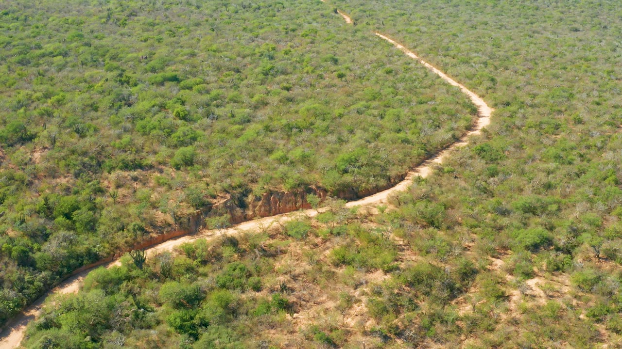 Aerial frame over El Salado Viejo Los Cabos showing a pale dirt road curving through dense green bushland and dry scrub, with no visible people.