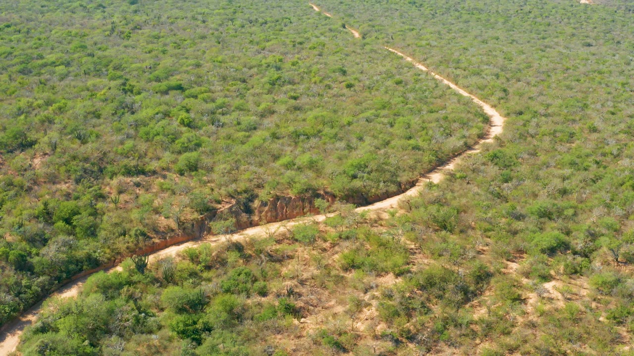 Aerial frame over Baja California Sur terrain showing a pale dirt track bending through tightly packed green vegetation and tan dry soil, with no visible people.