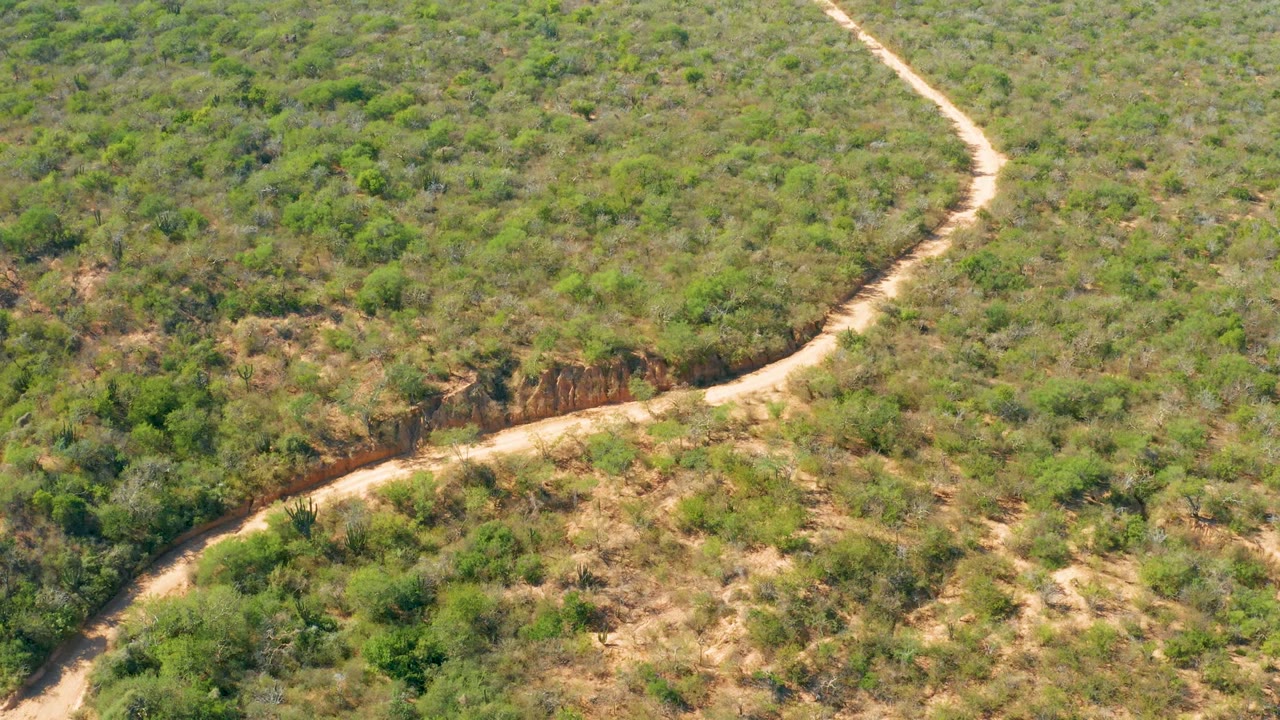 Overhead view in El Salado Viejo Los Cabos, Mexico, showing a pale dirt road entering from the lower left and curving through green shrubs and dry tan ground, with no visible people.
