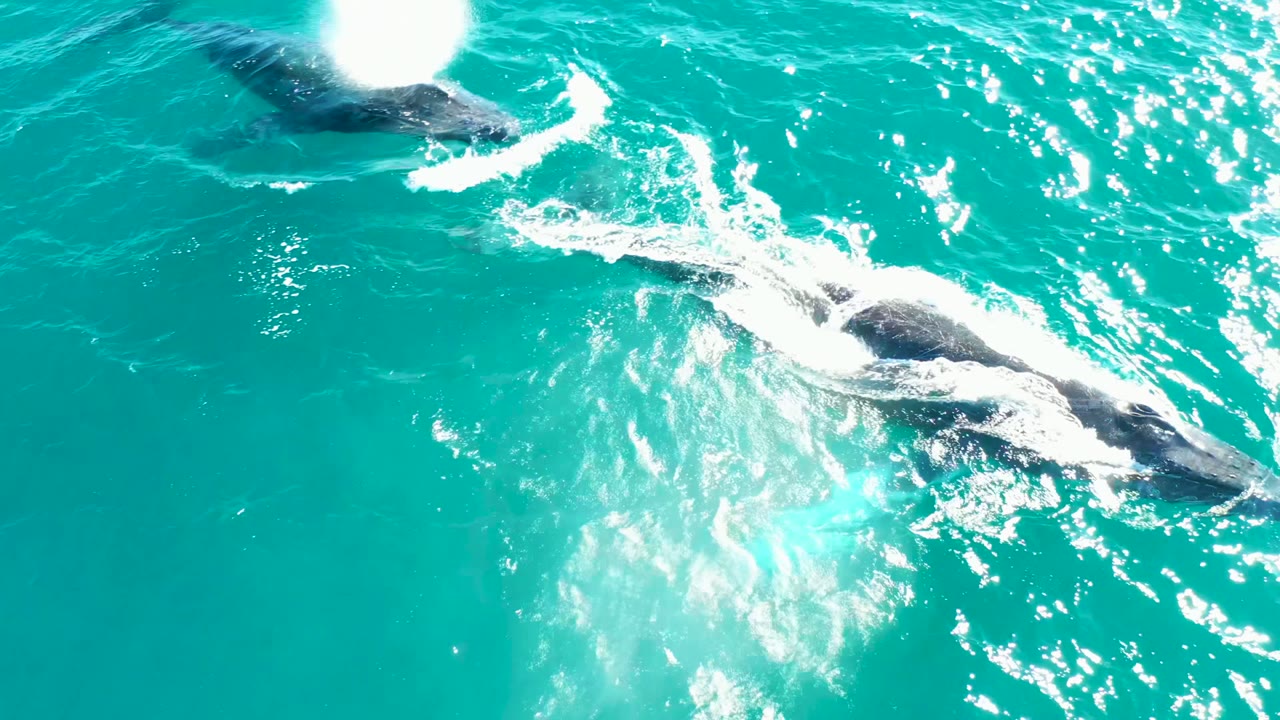 Two whales near the surface in El Tule Los Cabos turquoise ocean, with bright white wake and no visible people.