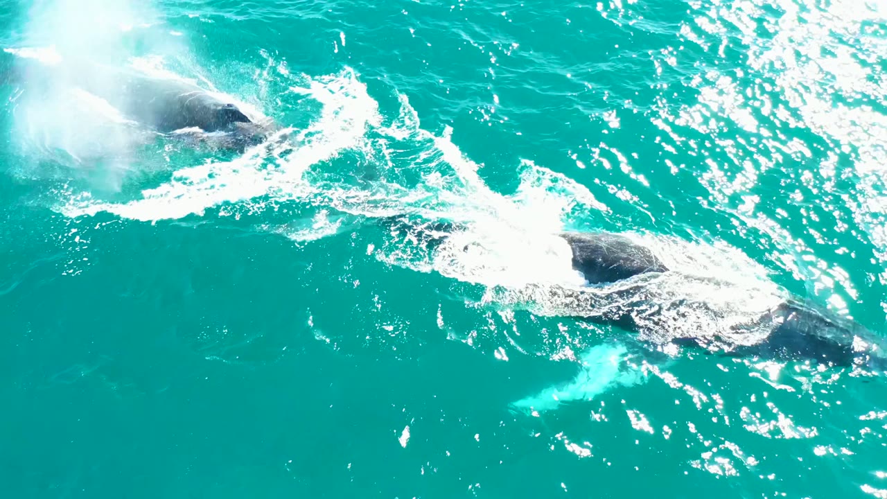 Whales swimming apart under bright turquoise water.