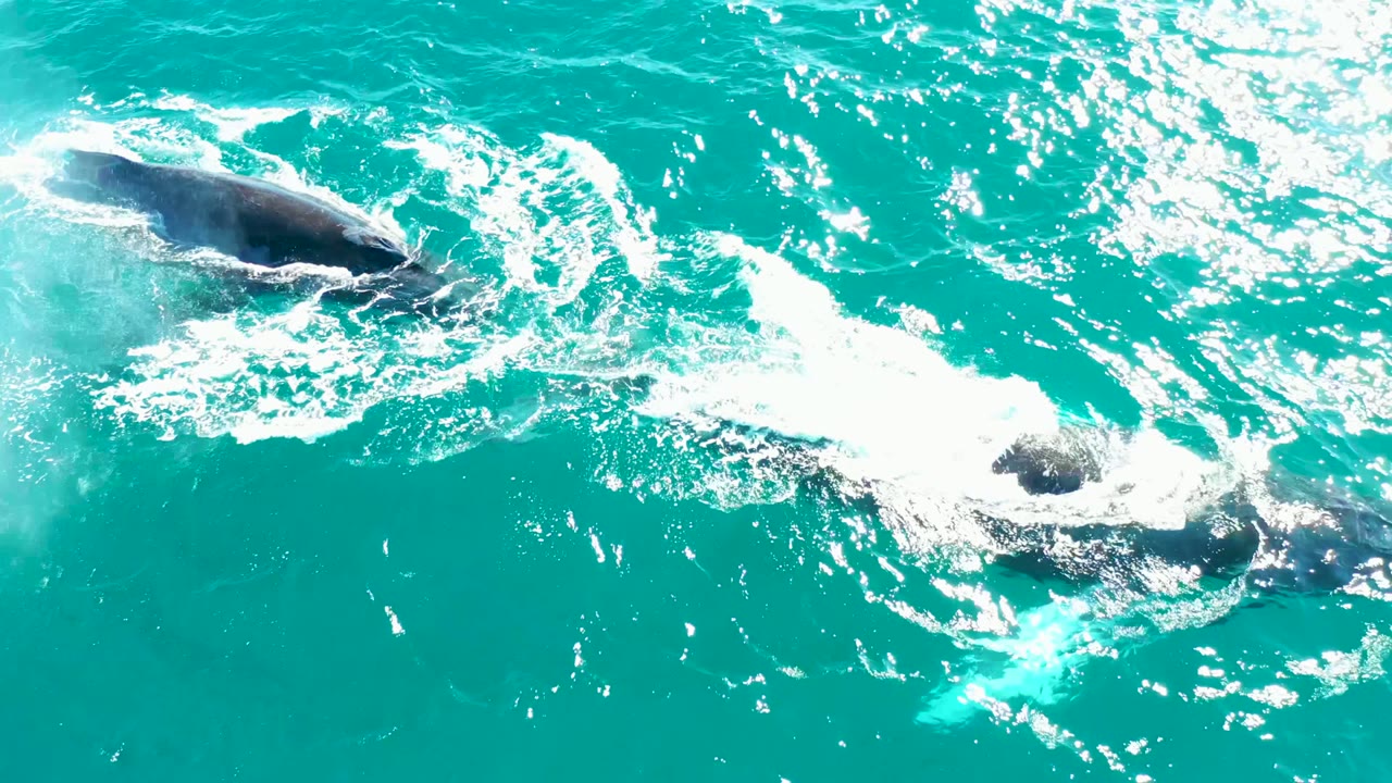 Two dark whale shapes pass through foamy turquoise ocean at El Tule Los Cabos, with strong sun sparkle and no visible people.