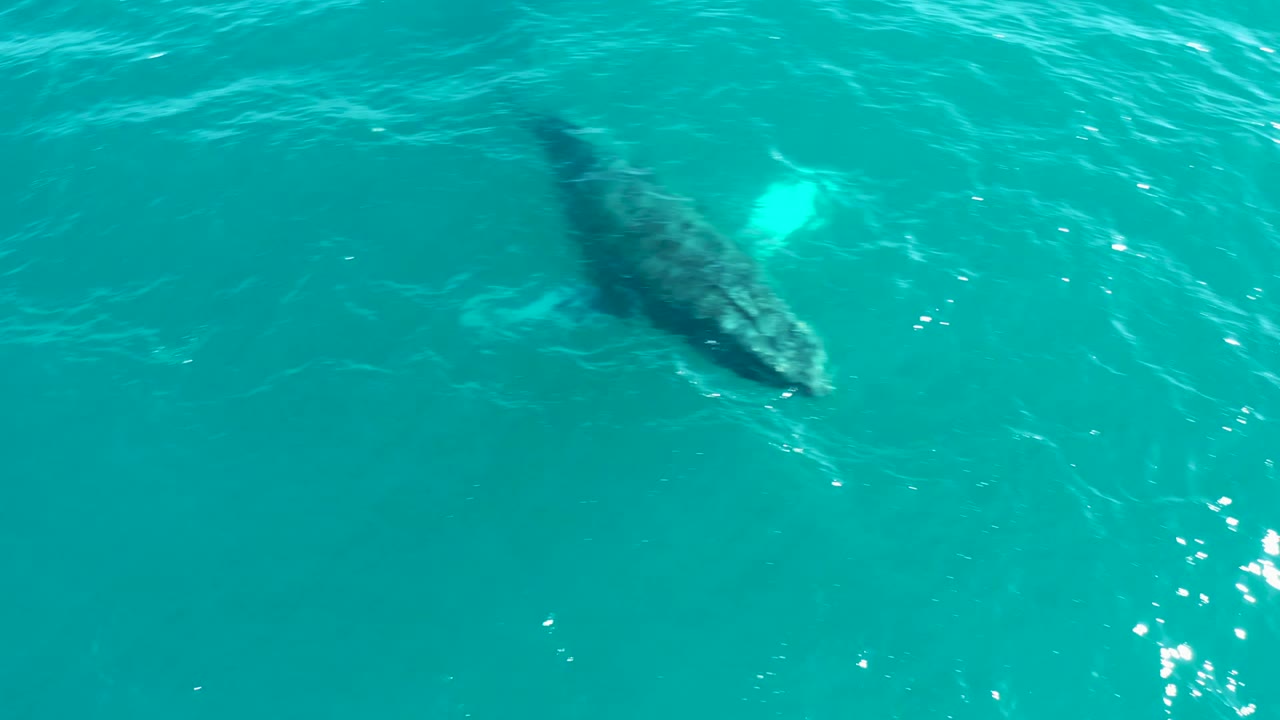Overhead frame of a humpback whale moving just below clear turquoise water at El Tule Los Cabos, with sun reflections on the surface and no visible people.