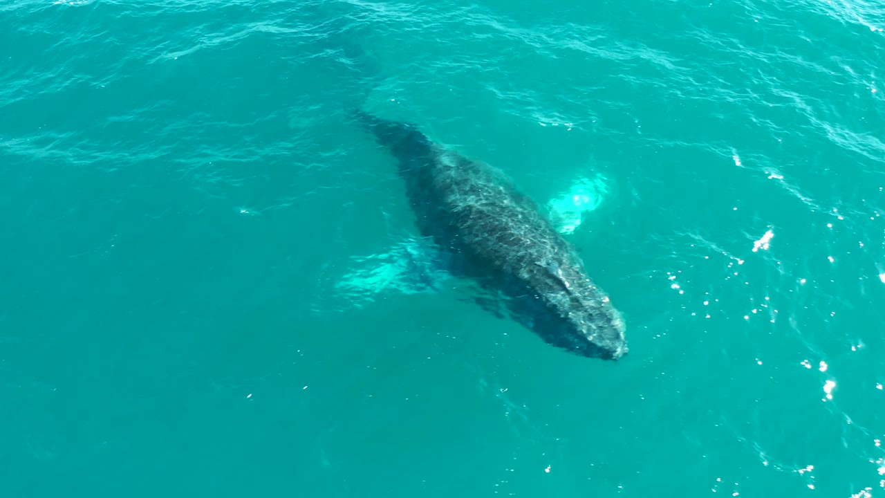 Humpback whale nearer the surface in blue-green water