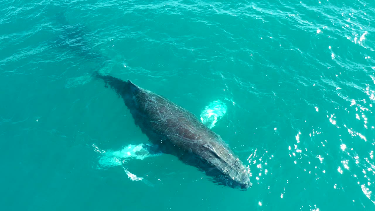 The humpback whale is closest to the surface in clear turquoise water at El Tule Los Cabos, with its dark back, pale fin area, ripples, and bright reflections visible, and no visible people.