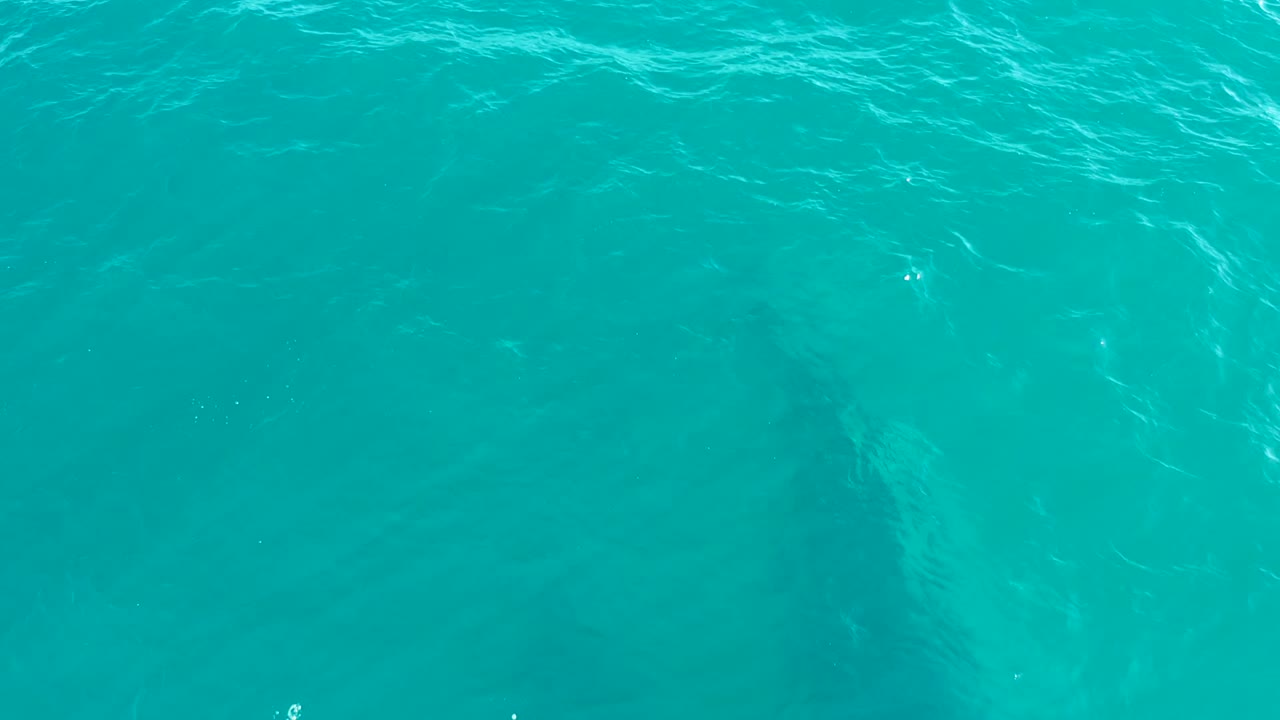 Overhead view at El Tule Los Cabos of clear turquoise water with a faint dark whale form under the surface and no visible people.