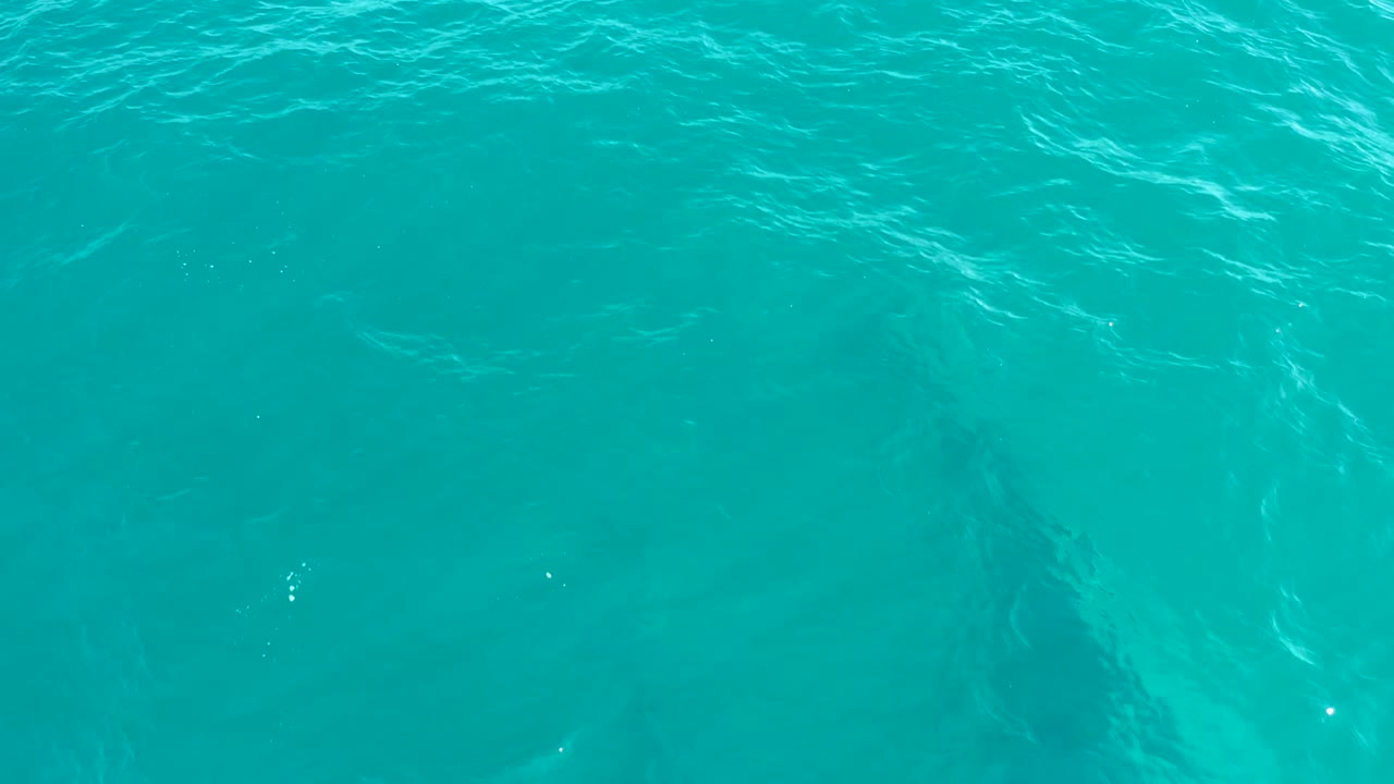 Dark whale silhouette under clear blue-green water.