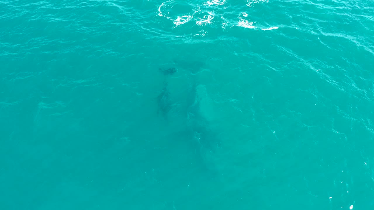 At El Tule Los Cabos, a dark whale shape is visible below clear turquoise water with light ripples across the surface and no visible people.