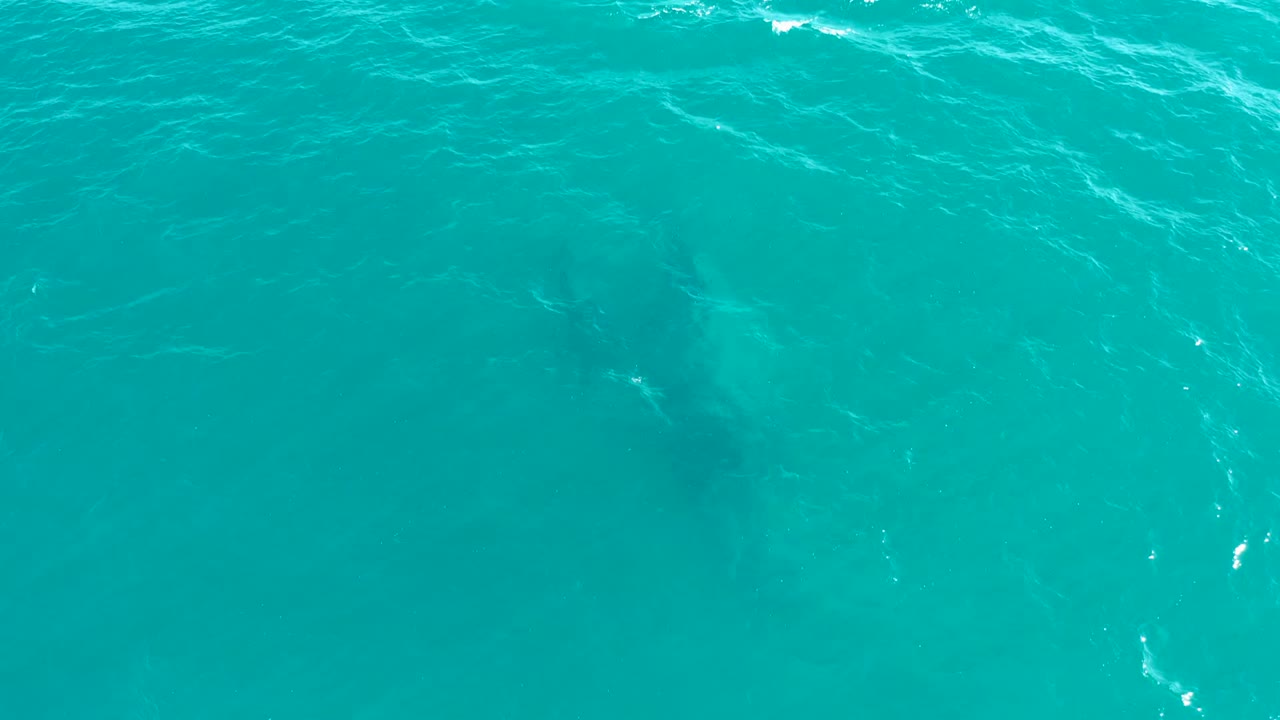 Whale body faintly visible under rippled water