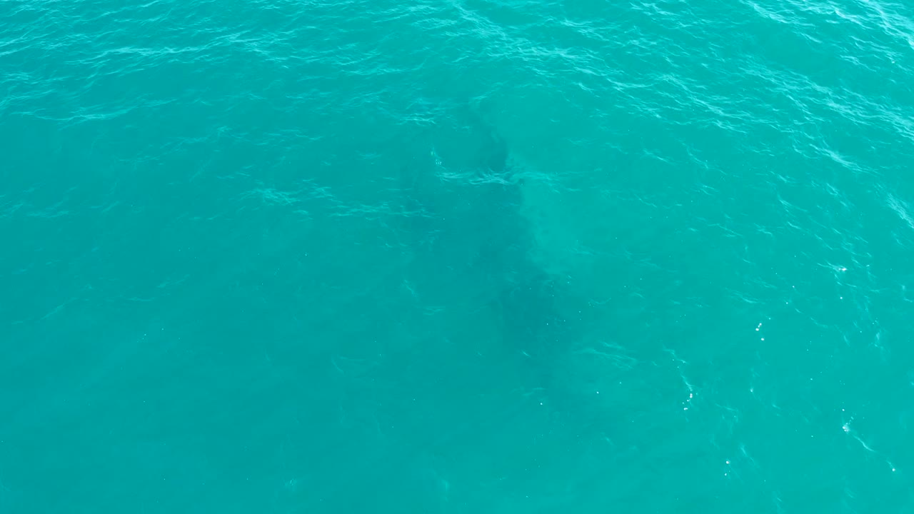 At El Tule Los Cabos, the whale is a softer dark silhouette under blue-green water, with faint surface highlights and no visible people.
