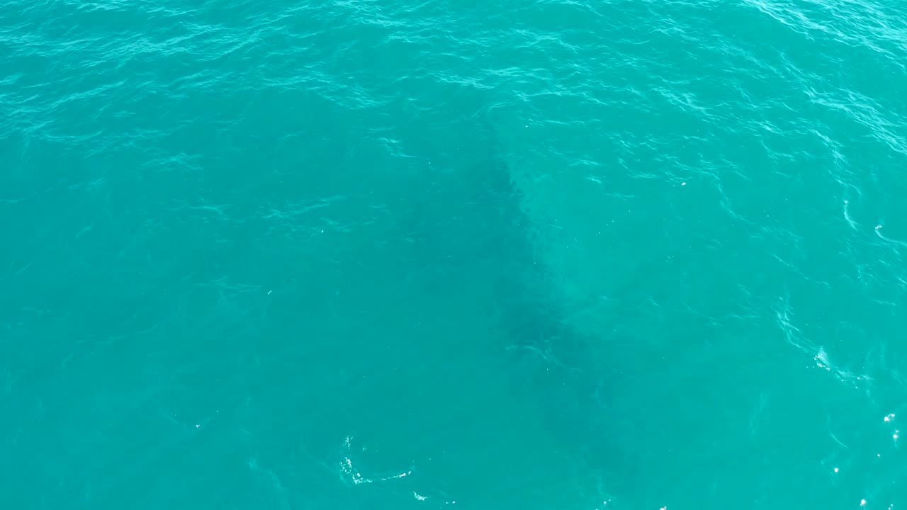 Dark whale form beneath bright turquoise surface