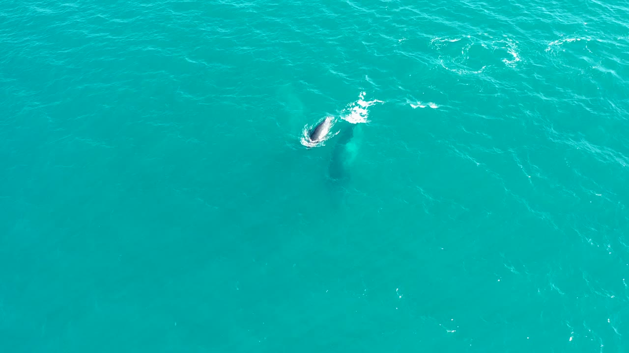 At El Tule Los Cabos, a whale is visible beneath turquoise ocean water near the upper left of the frame, with a small white splash on the surface and no visible people.
