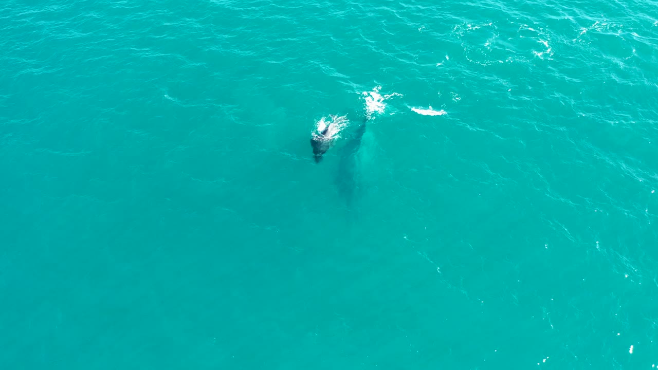 Whale silhouette under clear turquoise water with white spray above it.