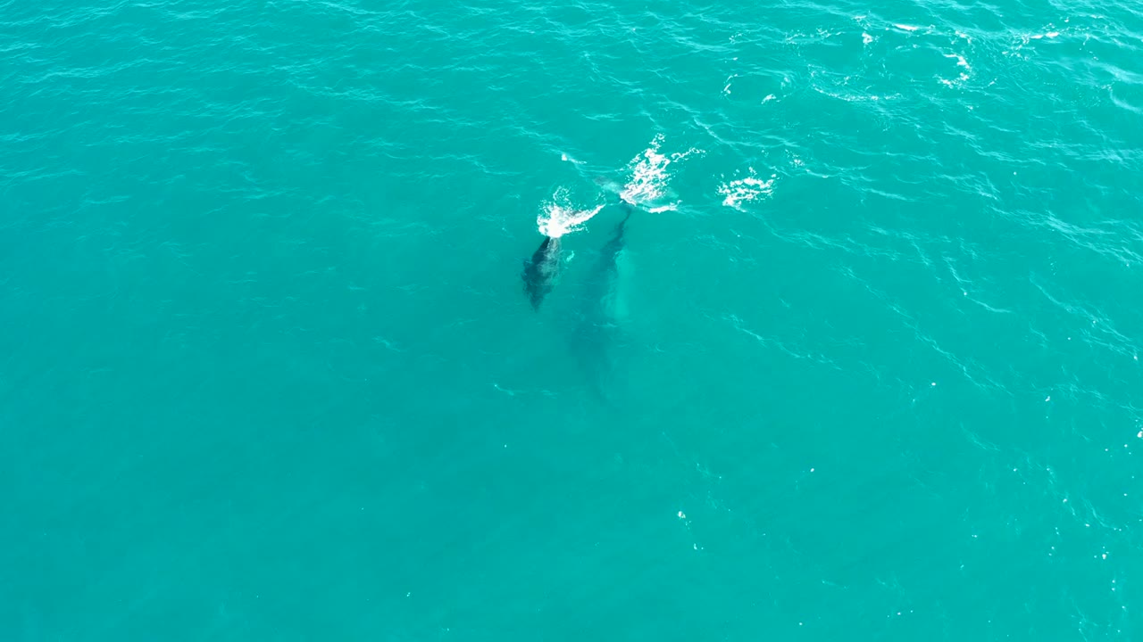 At El Tule Los Cabos, the whale appears near the upper right of the frame below a compact white splash, with open turquoise water around it and no visible people.