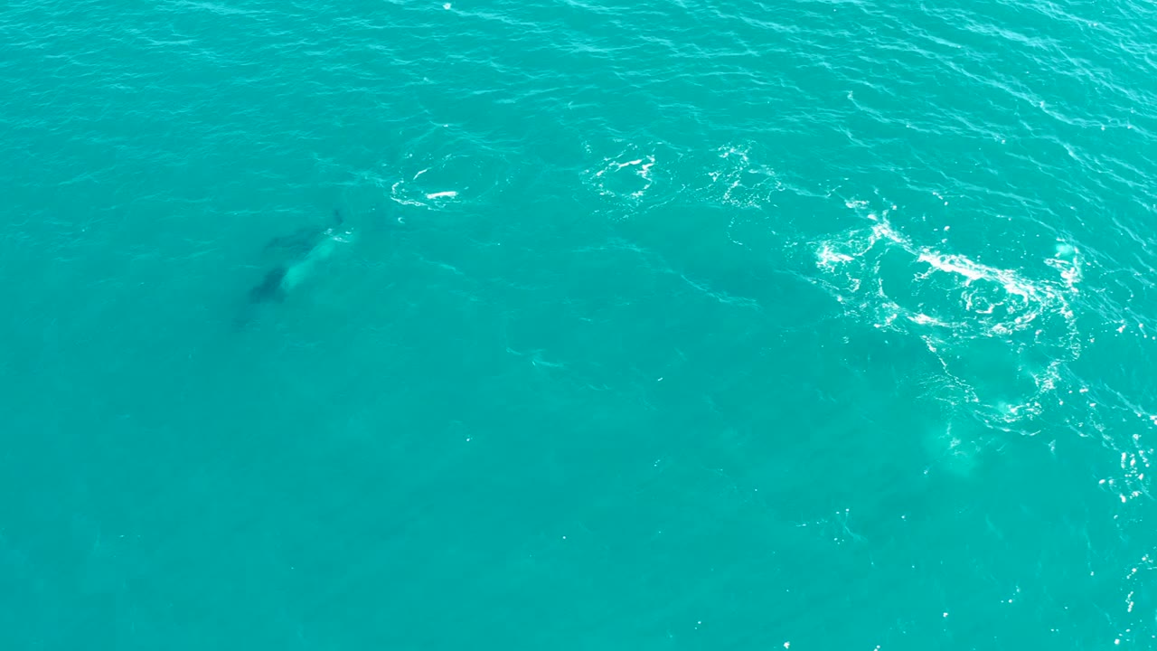 Overhead view in El Tule Los Cabos, Mexico, showing a dolphin below the turquoise ocean surface with small white ripples and no visible people.