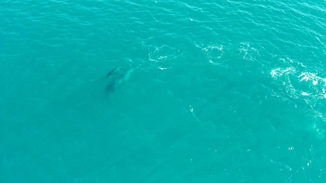 Dolphin under clear turquoise water near a brighter patch of surface foam.