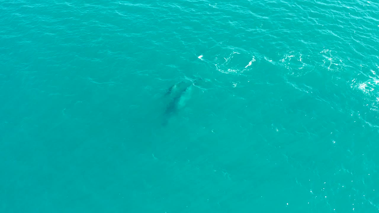 Overhead El Tule Los Cabos ocean view with a dolphin silhouette in open turquoise water, scattered white ripples, and no visible people or vessels.