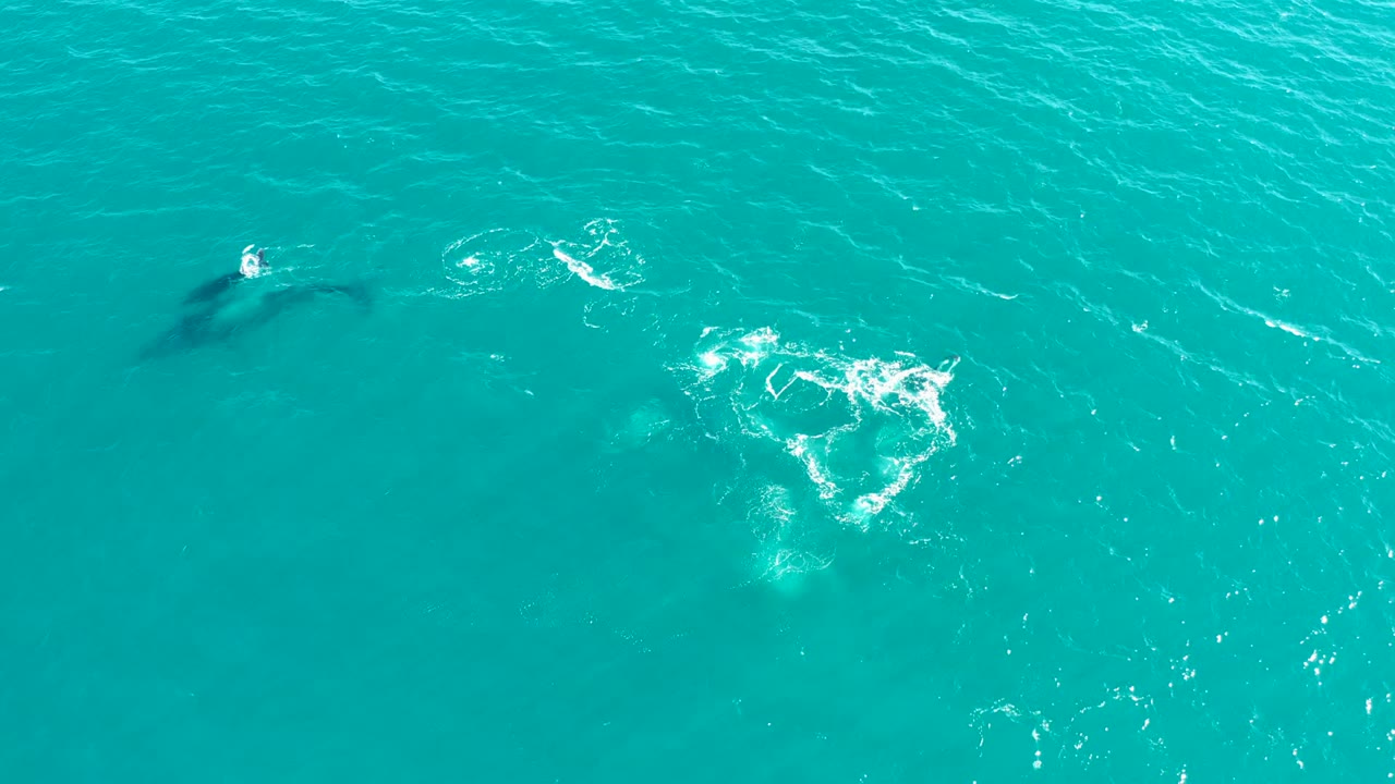 Overhead view at El Tule Los Cabos showing dolphins as dark shapes under turquoise water, with a bright white splash patch to the right and no visible people.