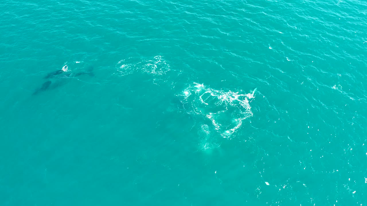 Dolphins and circular foam patches in clear blue water.