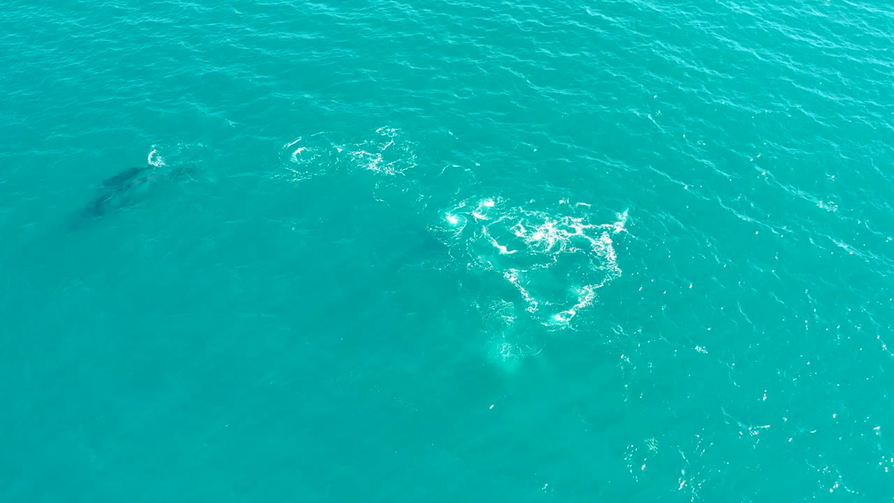 Overhead view in El Tule Los Cabos with dolphins faintly visible under the water at left and a bright irregular splash ring to the lower center, with no visible people.