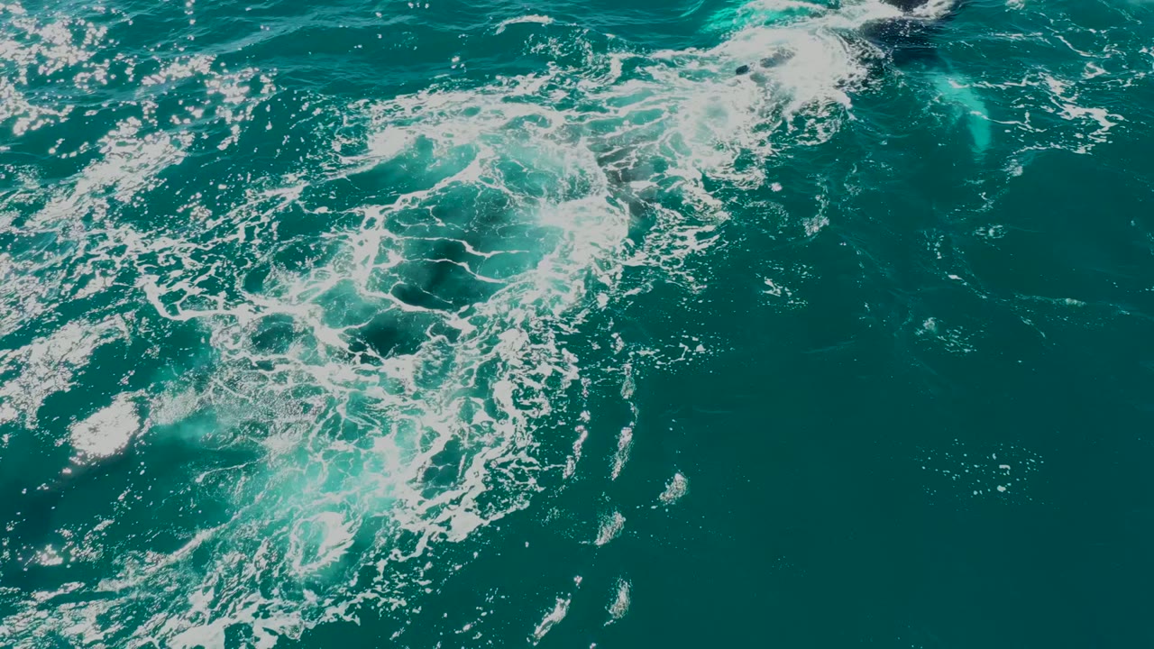 Overhead view at El Tule Los Cabos showing turquoise water, white foam, and a partially visible marine animal just below the surface, with no visible people.