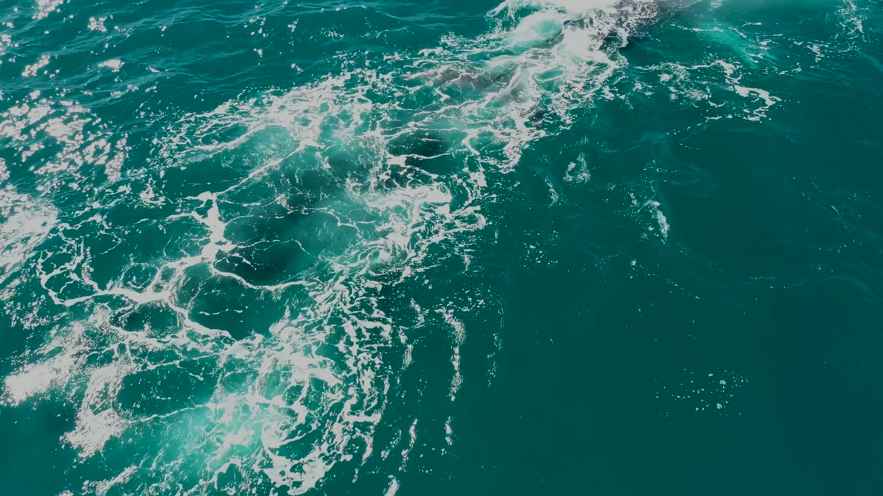 Overhead view at El Tule Los Cabos showing bright white foam crossing over a darker submerged marine animal form in clear turquoise water, with no visible people.