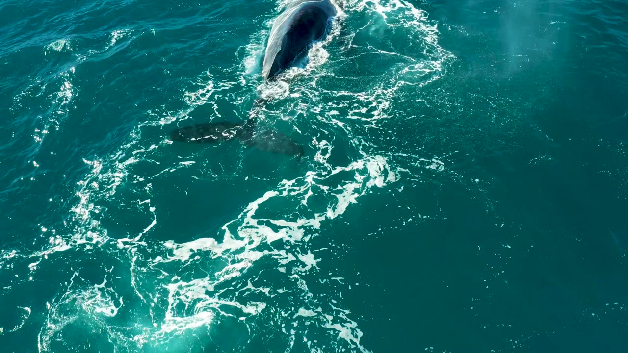 Overhead view of a whale surfacing in blue-green water at El Tule Los Cabos, with bright white foam trailing behind it and no visible people.