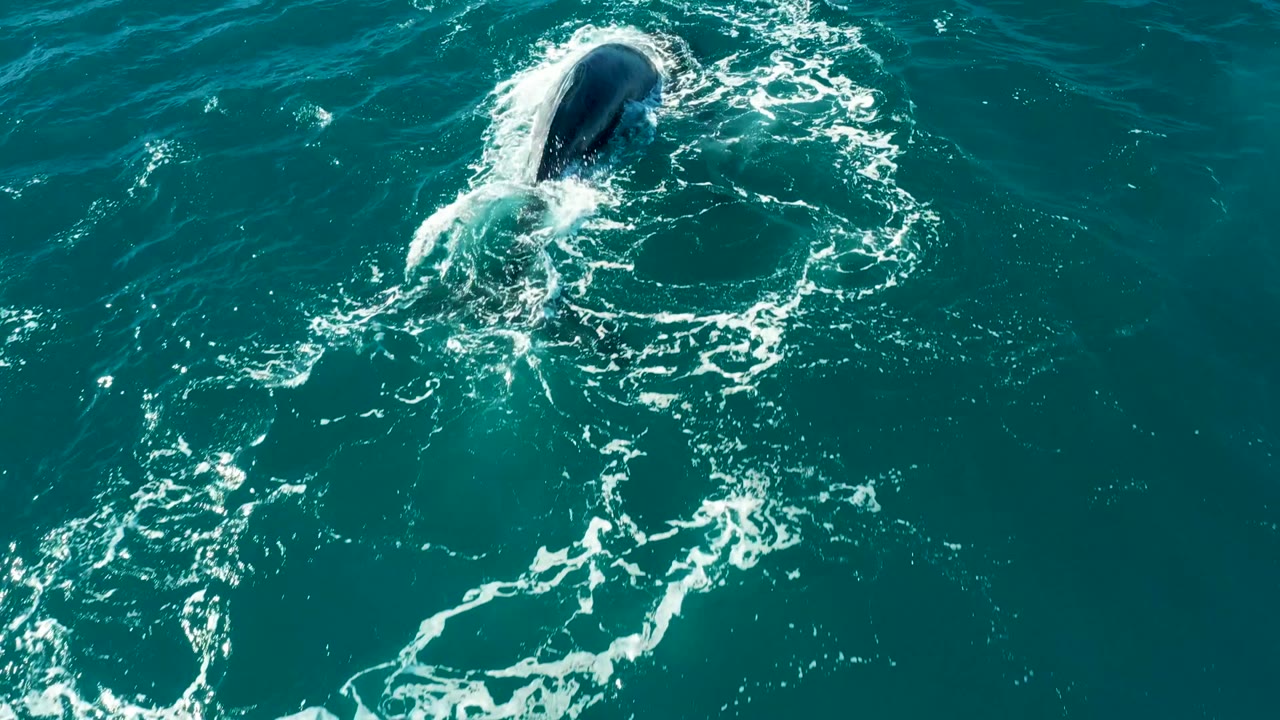 Whale back visible amid swirling white ocean foam.
