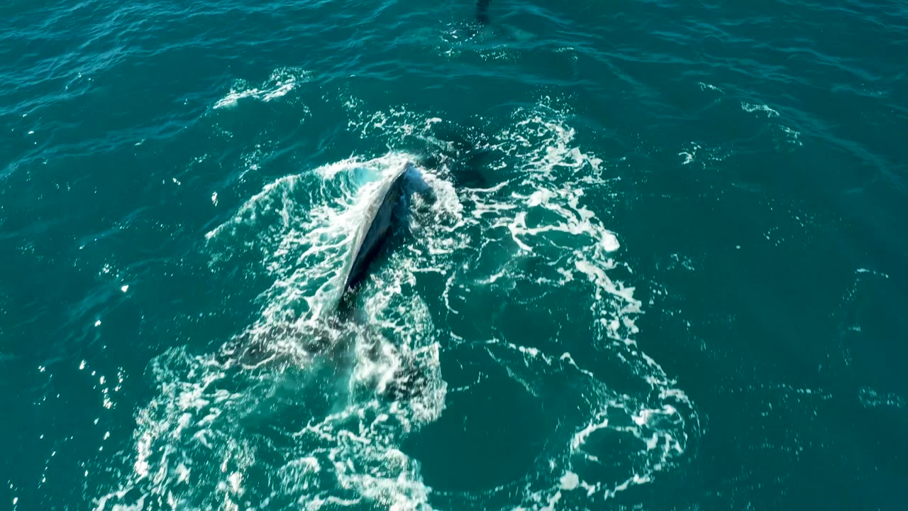 Aerial view at El Tule Los Cabos of the whale angled through the water, with a white frothy patch around the body and open blue-green sea around it, with no visible people.